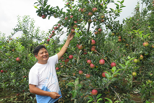 华宁推广苹果种植3000亩.jpg