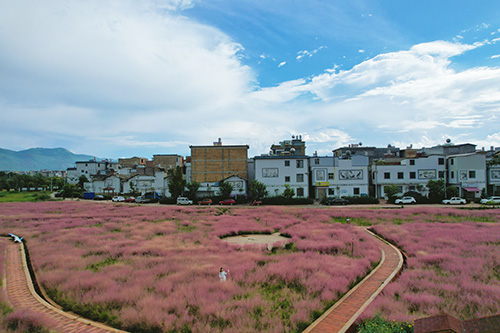 粉黛花海引客来.jpg