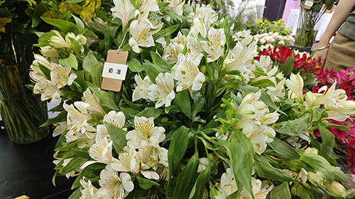 红塔区助力花卉产业高质量发展.jpg