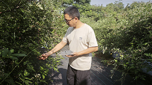 里山乡特色浆果采摘正当时.jpg