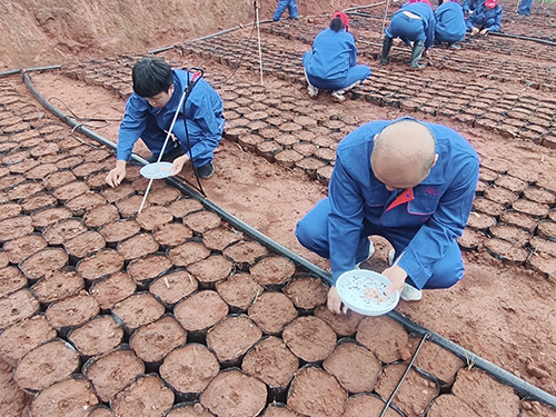 遨游太空的云南冬樱花种子在华宁播种.jpg
