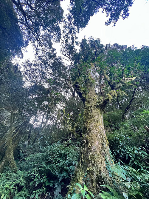探访者竜乡千亩古茶林.jpg