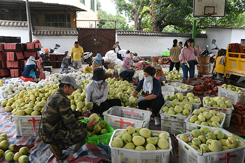 元江芒果上市了.jpg