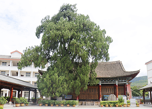 峨山文庙有位“沉默的老者”