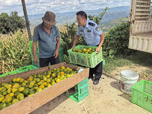 警民同心采摘忙 柑橘地里情意长1.jpg
