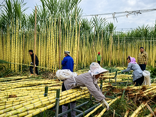 干坝社区：甘蔗喜丰收 群众日子甜.jpg