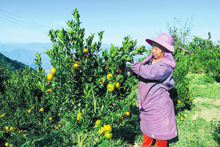 “脱贫果”托起致富新希望.jpg