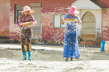 银鱼丰收 村民增收.jpg