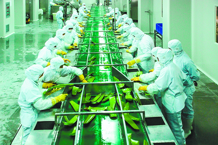 芦荟加工生产线