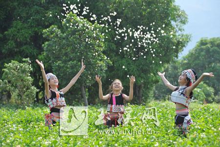元江县是全国茉莉花的第二大产区