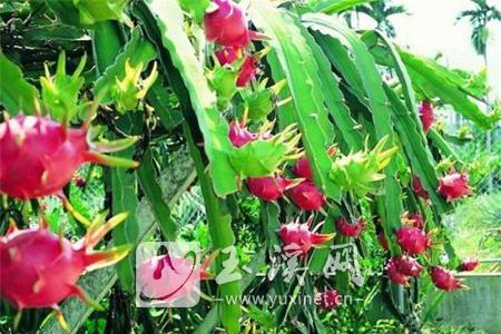 元江成为云南最大火龙果种植基地