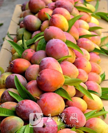 杧果种植成为助农增收的支柱产业