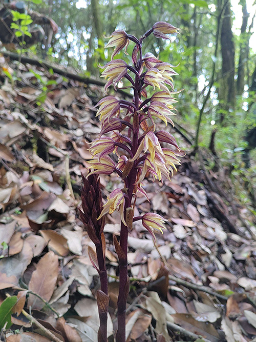 高山无叶兰现身哀牢山国家级自然保护区新平段.jpg