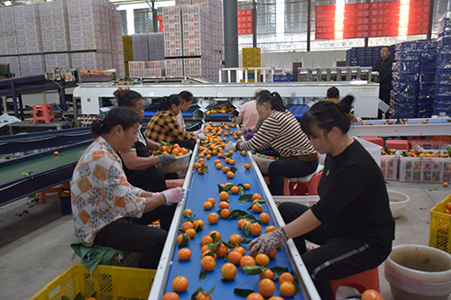 华宁柑橘远销国际市场.jpg