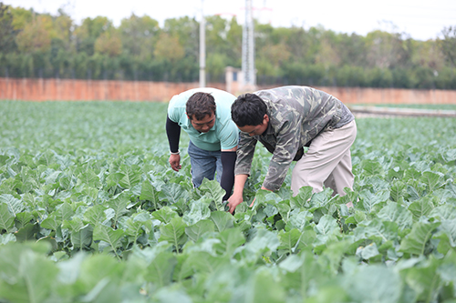 12月初批量上市！江川蔬菜产业又添“新成员”.jpg