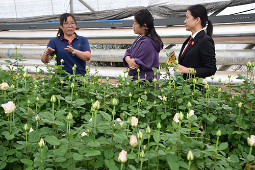 千年古城花卉产业绽繁荣.jpg