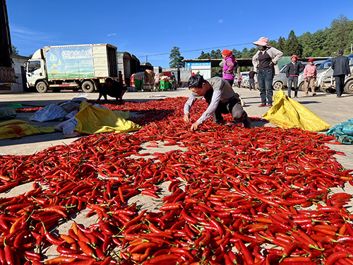 黄草坝辣椒“串”起致富链.jpg