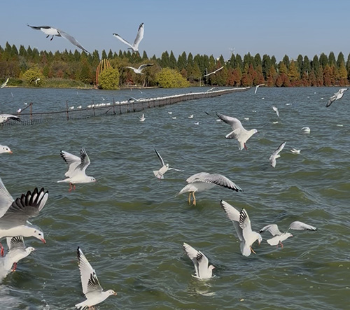 这个冬季到玉溪“观球+赏鸥”正当时.jpg 这个冬季到玉溪“观球+赏鸥”正当时.jpg
