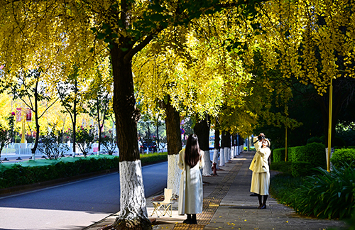 银杏染金 邂逅浪漫.jpg