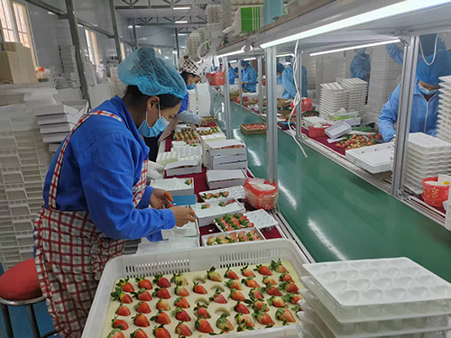 九溪镇多举措推动草莓产业高质量发展.jpg 九溪镇多举措推动草莓产业高质量发展.jpg