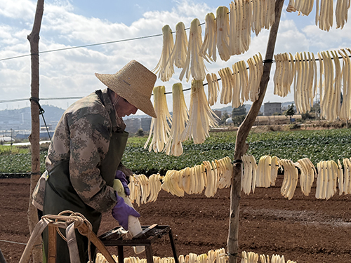 雄关乡迎来萝卜采收季.jpg 雄关乡迎来萝卜采收季.jpg
