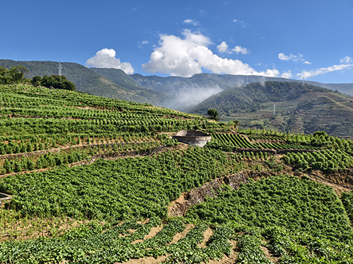 洼垤乡推广烟后蔻豆种植.jpg 洼垤乡推广烟后蔻豆种植.jpg