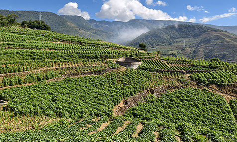 洼垤乡推广烟后蔻豆种植