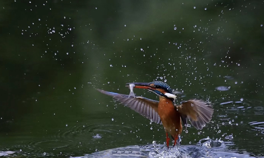玉溪瀑布生态公园观翠鸟