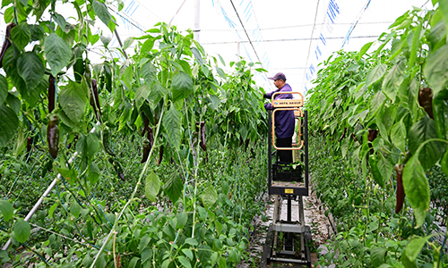 荣荣农业：科技种椒助农增收.jpg