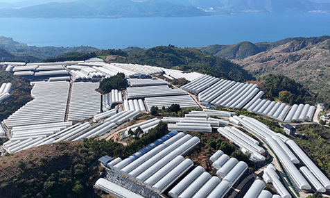 澄江现代设施农业蓬勃发展