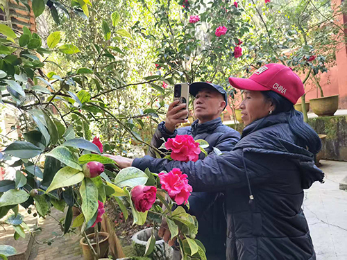 秀山茶花艳 繁花引客来.jpg