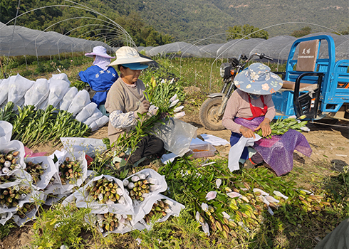 千亩百合开出“富民花”