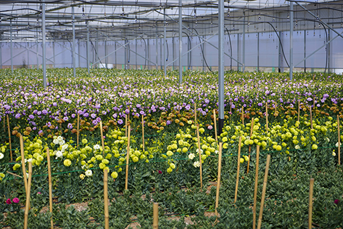 治杞麓湖生态难题 谋民生幸福之策.jpg 治杞麓湖生态难题 谋民生幸福之策.jpg