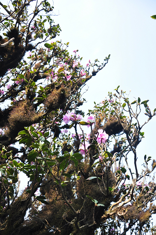在云南腹地新平,读懂神秘哀牢4.jpg 在云南腹地新平,读懂神秘哀牢4.jpg