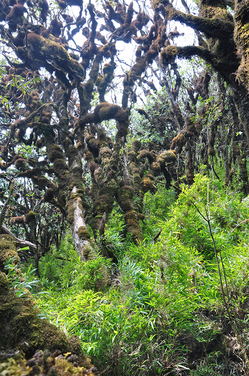 在云南腹地新平,读懂神秘哀牢5.jpg 在云南腹地新平,读懂神秘哀牢5.jpg