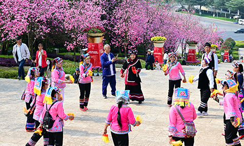 樱花盛放引游人