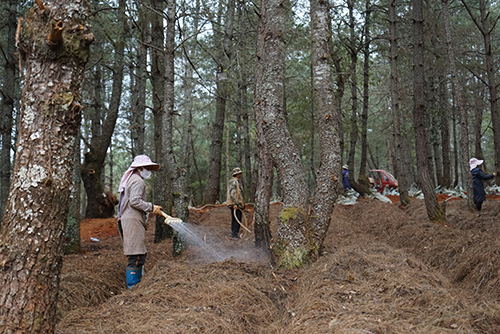 易门林下产业兴 种植天麻促增收.jpg