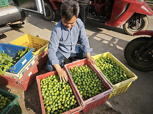 曼来镇早熟三月李抢“鲜”上市.jpg