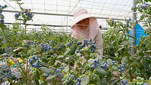 沙果村农旅融合绘就和美乡村新画卷.jpg 沙果村农旅融合绘就和美乡村新画卷.jpg