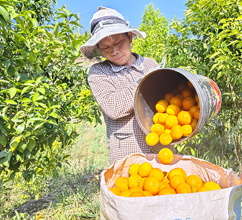 中铺村种植柑橘助农增收.jpg