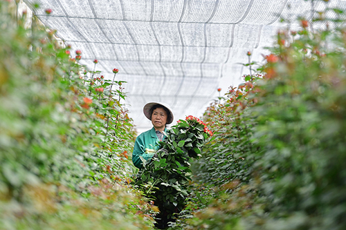 春日玉溪花争艳花卉产业绽新颜.jpg
