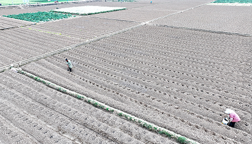 整理烟墒 移栽烟苗.jpg