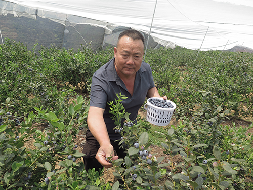 龙潭乡发展蓝莓种植助农增收.jpg