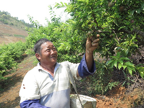 元江阿乃村三月李抢“鲜”上市.jpg