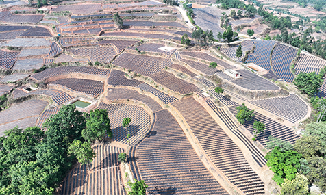 全市烤烟移栽全面铺开