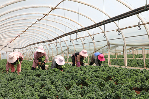 雅润农业产销两旺