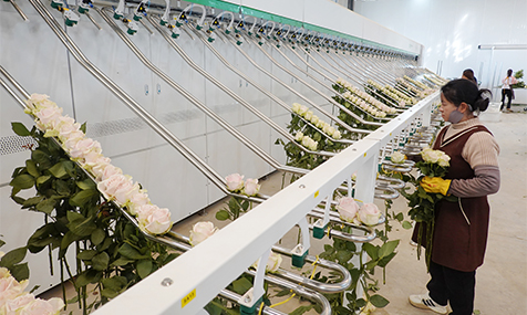 我市推进高原特色农业质效提升