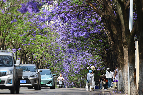 玉溪蓝花楹春日浪漫曲2.jpg