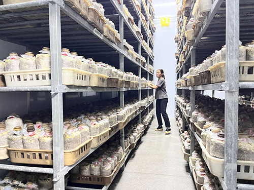 易门德桦菌业科技赋能见手青产业 智慧种菌助力乡村振兴.jpg
