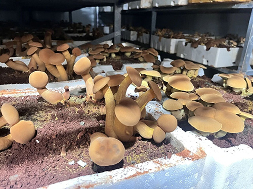 易门德桦菌业科技赋能见手青产业 智慧种菌助力乡村振兴1.jpg